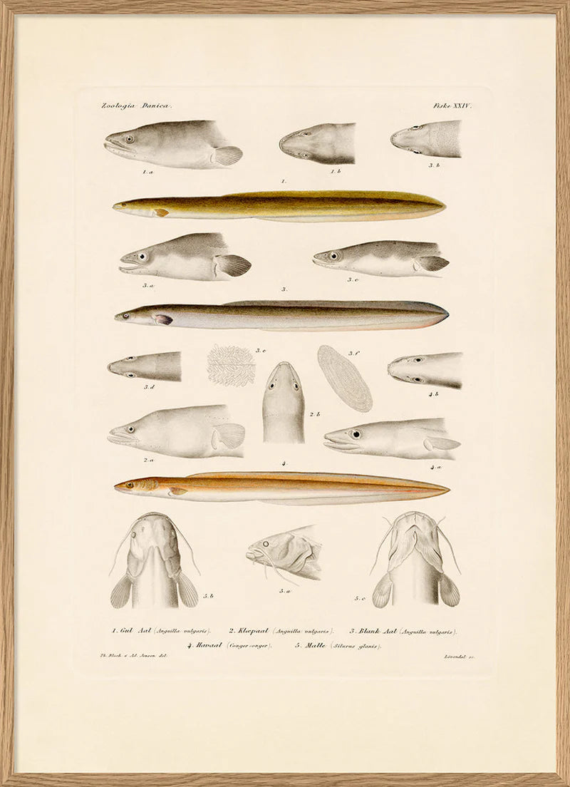 The Dybdahl "Fiske XXIV" 50x70cm