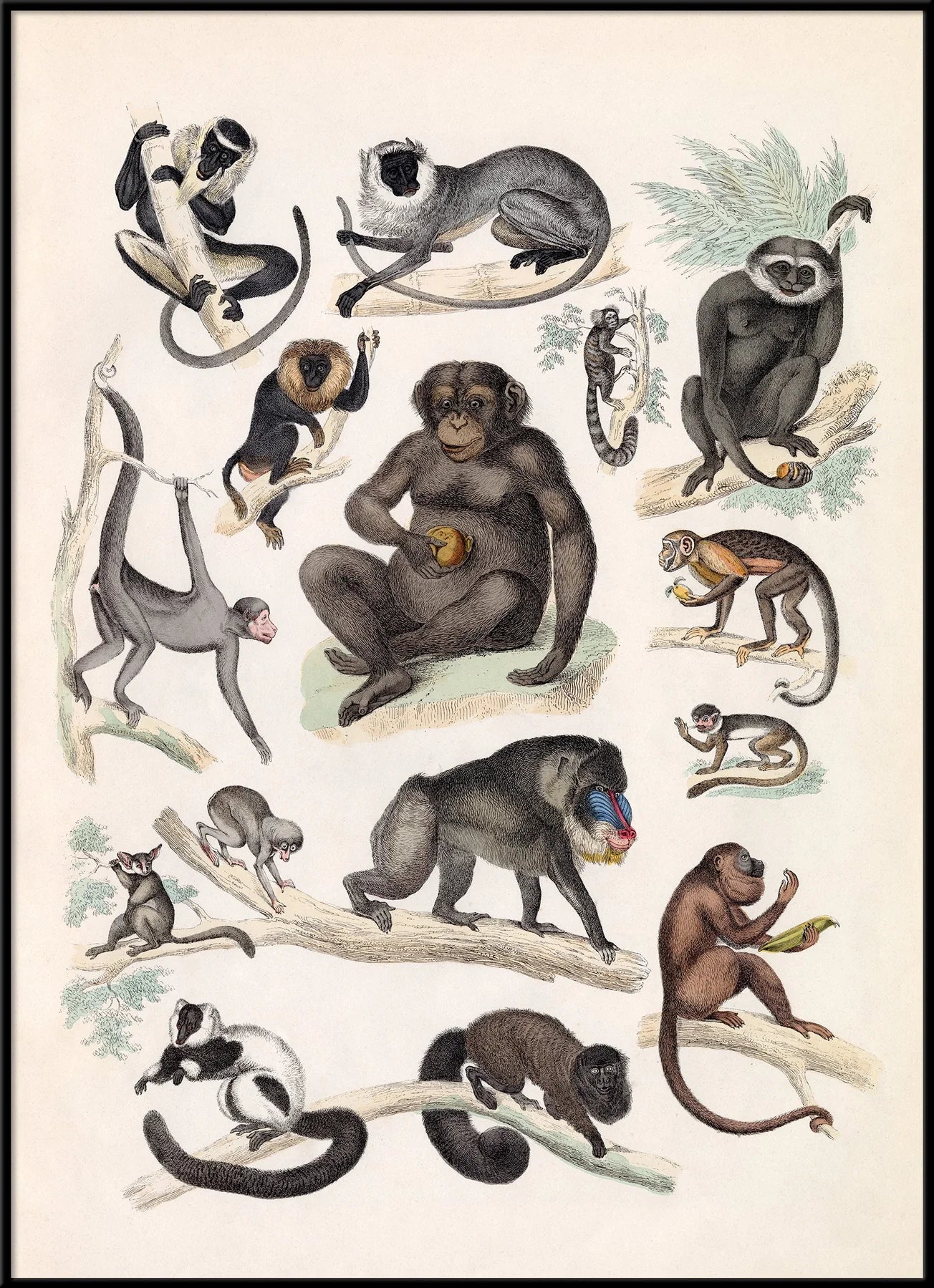 The Dybdahl "Quadrumana" 50x70 cm