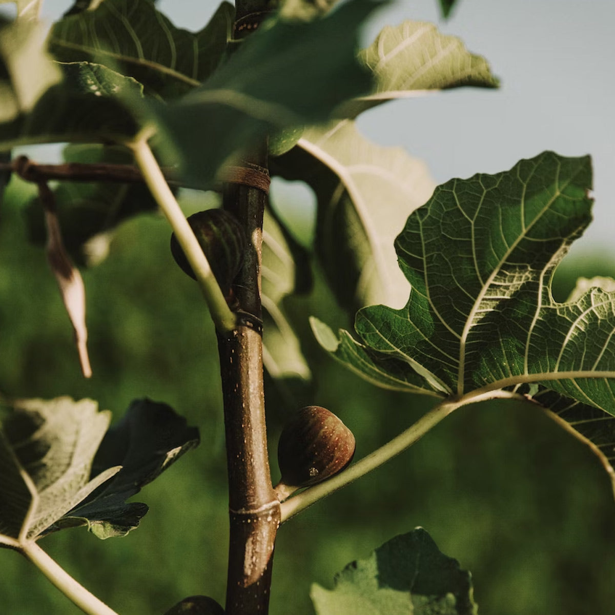 GRIDELLI Aceto Balsamico - Fico Verde