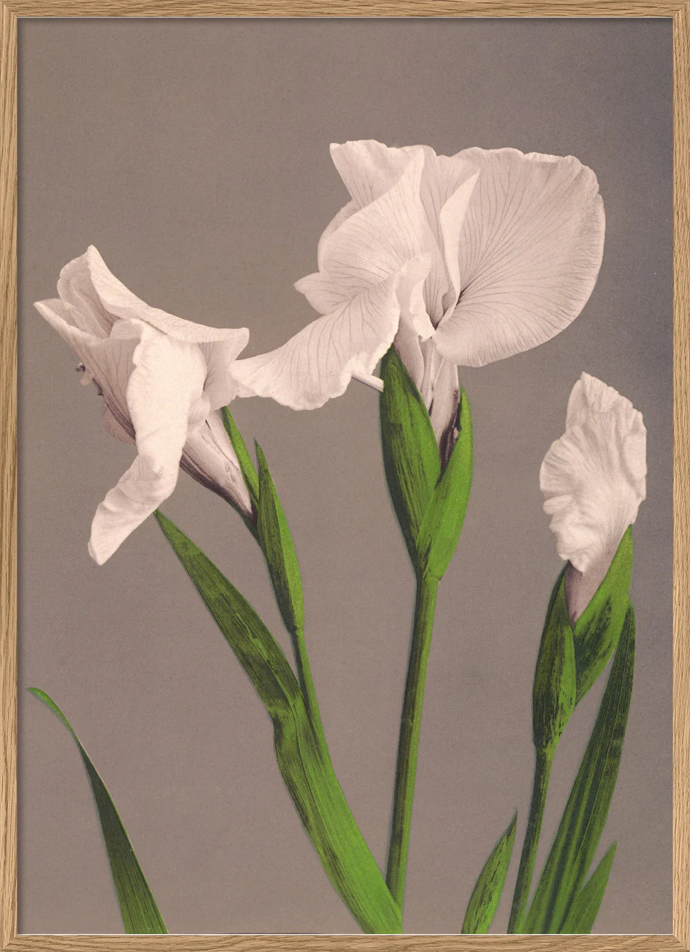 The Dybdahl "Iris Kæmpferi" 50x70 cm