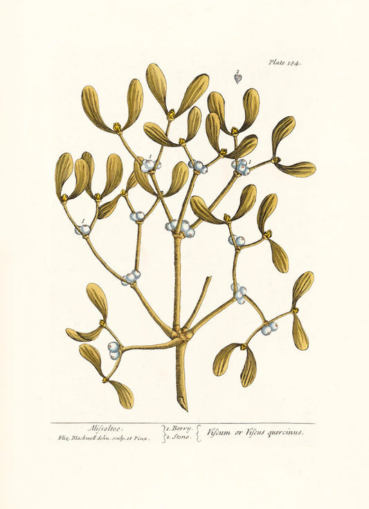 The Dybdahl "Mistletoe" 30x40 cm