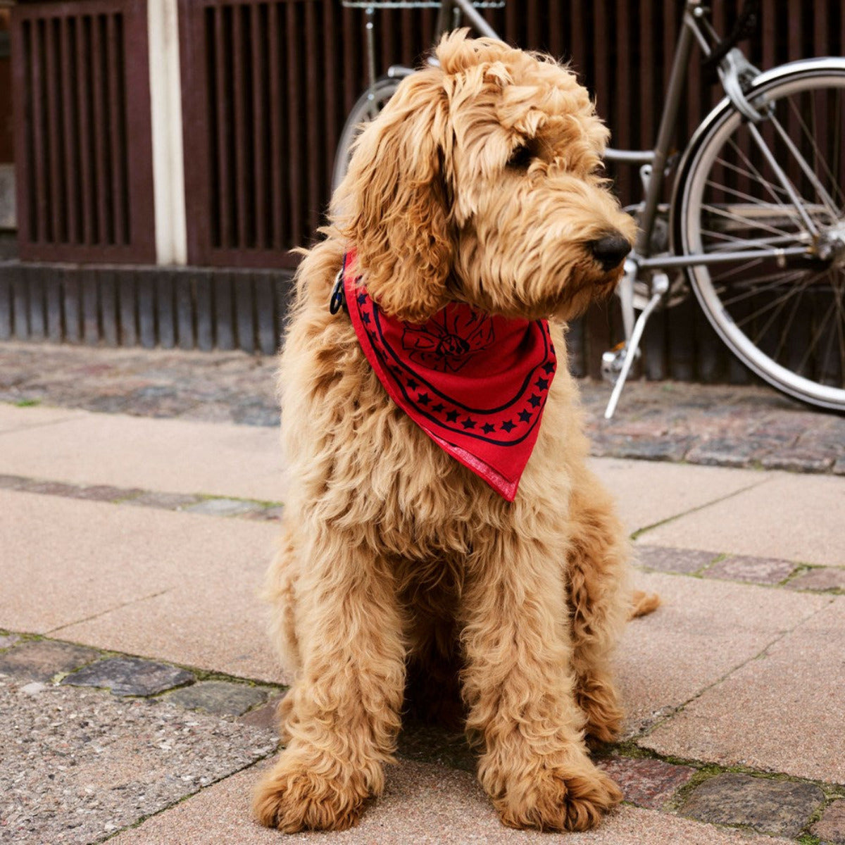 HAY Dogs Scarf red