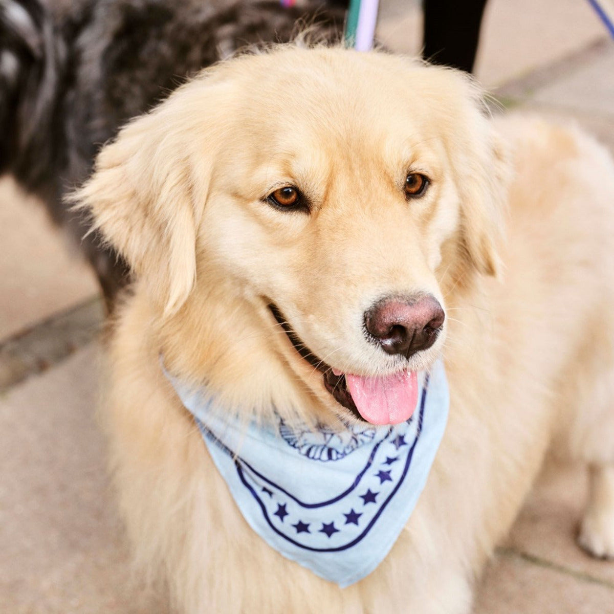 HAY Dogs Scarf blue