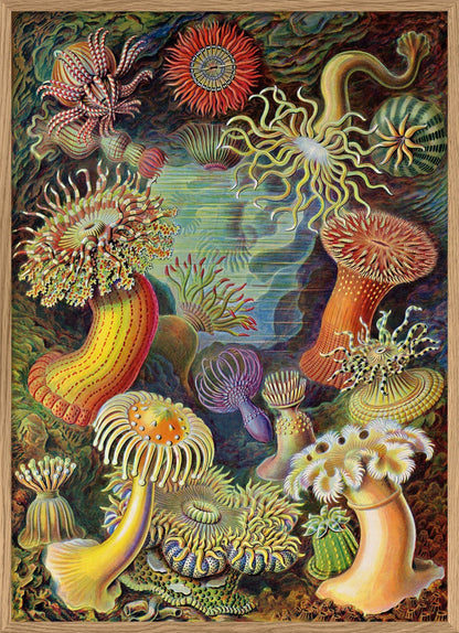 The Dybdahl "Actiniae" 30x40 cm