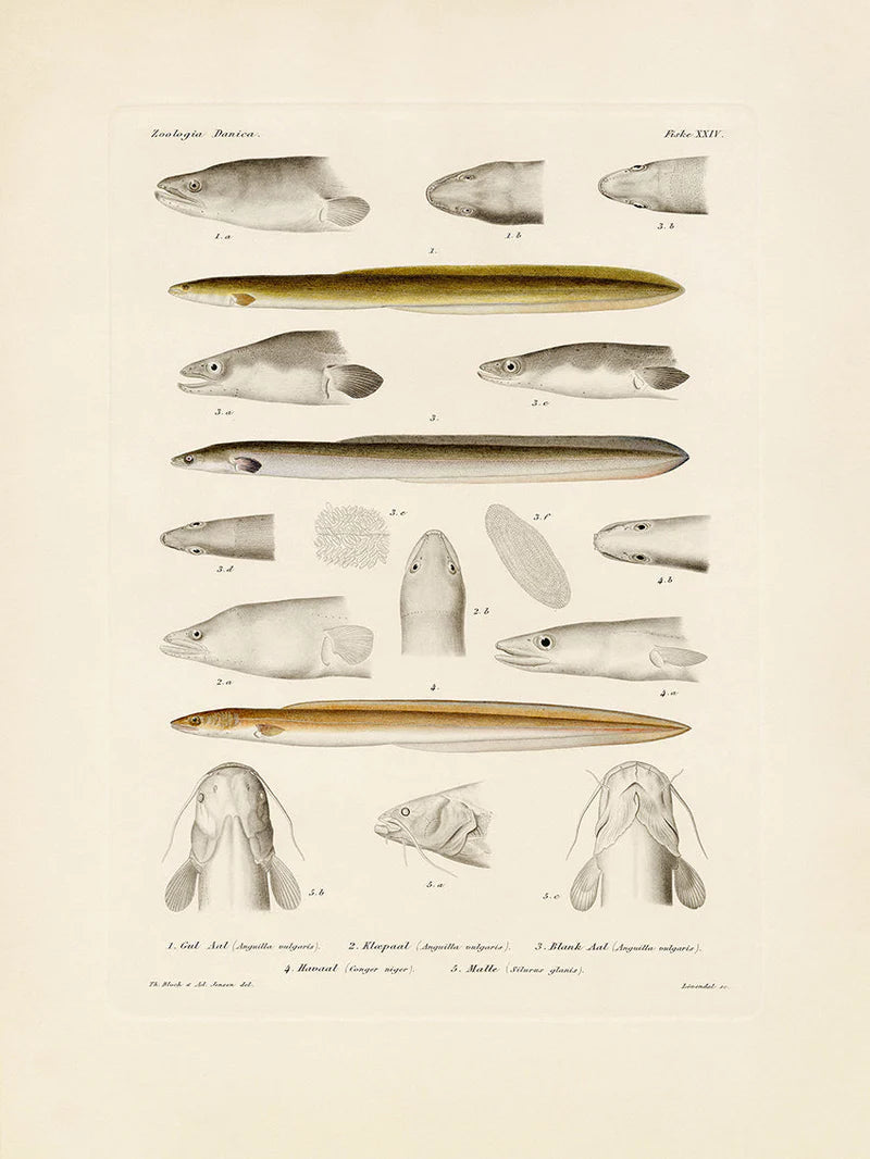 The Dybdahl "Fiske XXIV" 50x70cm