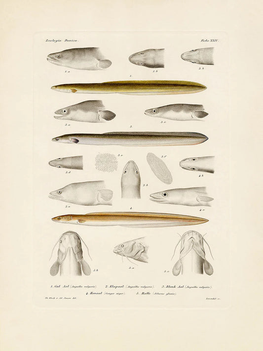 The Dybdahl "Fiske XXIV" 50x70cm
