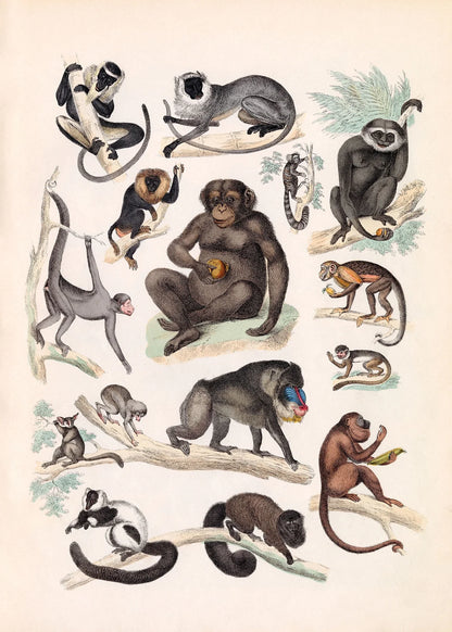 The Dybdahl "Quadrumana" 50x70 cm