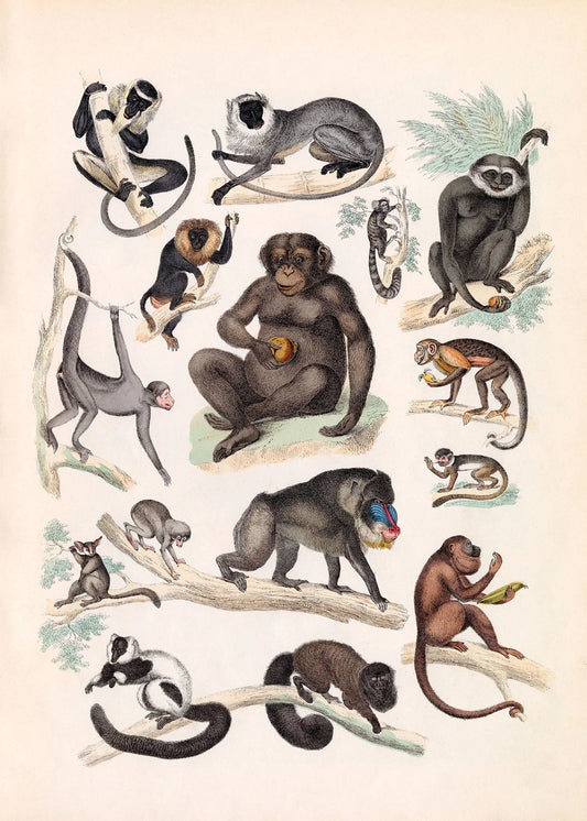 The Dybdahl "Quadrumana" 50x70 cm