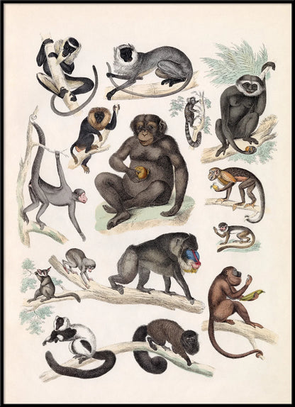 The Dybdahl "Quadrumana" 50x70 cm