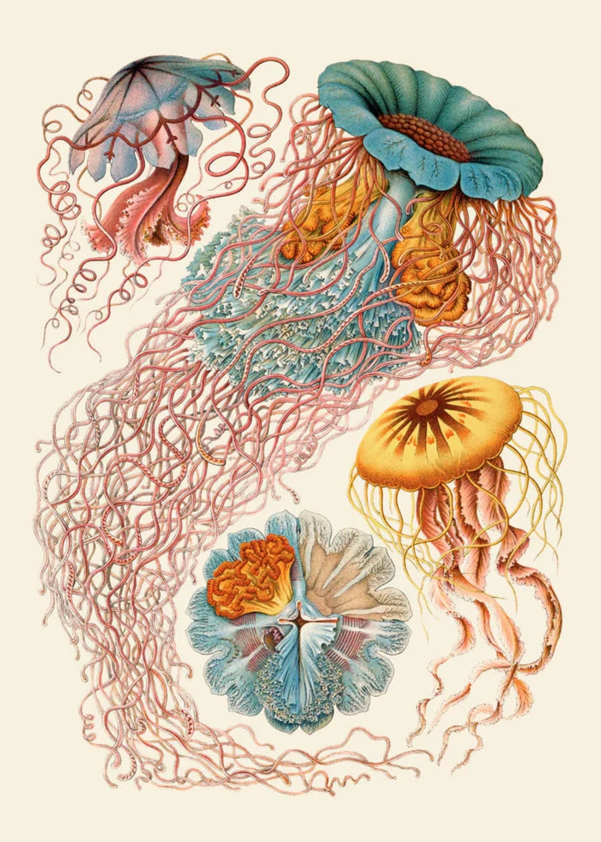 The Dybdahl "Discomedusae" 50x70 cm