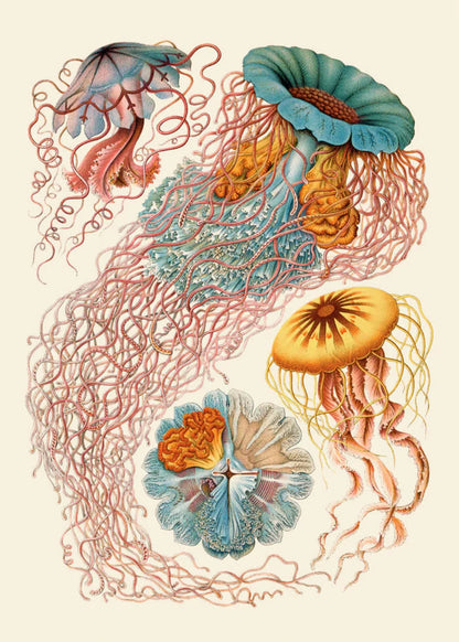 The Dybdahl "Discomedusae" 50x70 cm