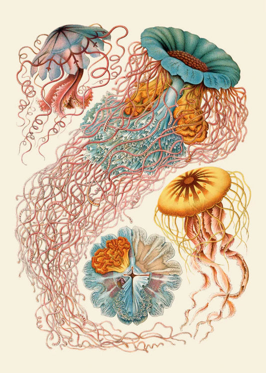 The Dybdahl "Discomedusae" 50x70 cm
