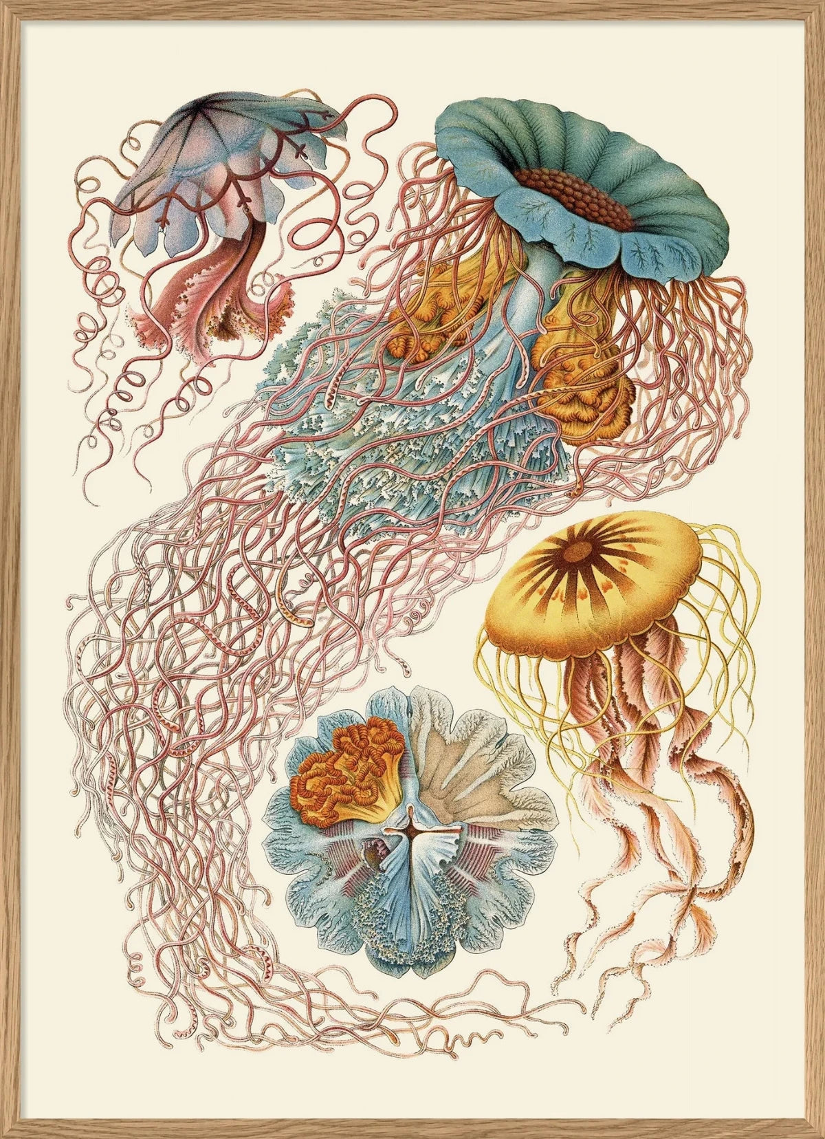 The Dybdahl "Discomedusae" 50x70 cm