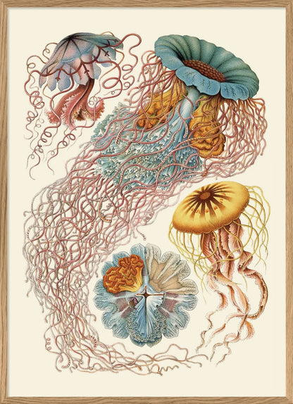 The Dybdahl "Discomedusae" 50x70 cm