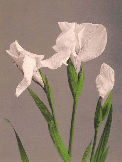 The Dybdahl "Iris Kæmpferi" 50x70 cm