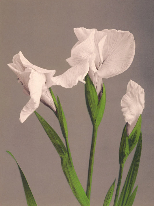 The Dybdahl "Iris Kæmpferi" 50x70 cm