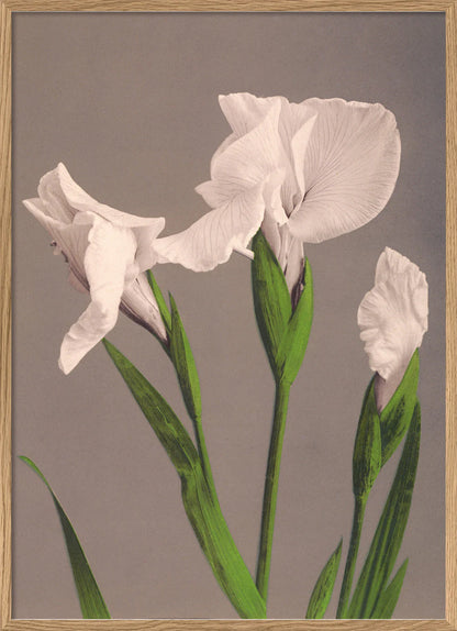 The Dybdahl "Iris Kæmpferi" 50x70 cm