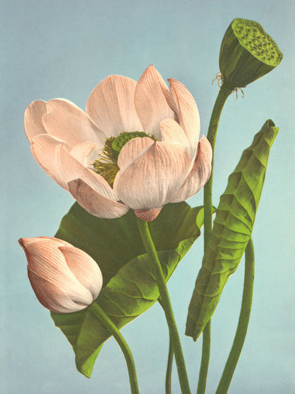 The Dybdahl "Triple Lotus" 50x70 cm