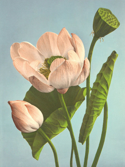 The Dybdahl "Triple Lotus" 50x70 cm