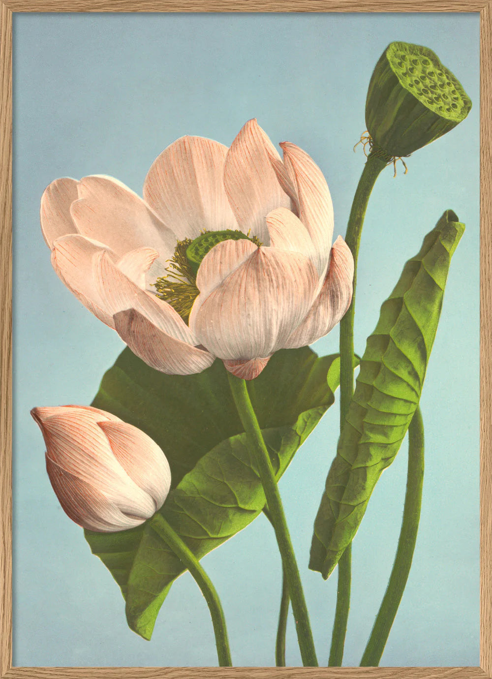 The Dybdahl "Triple Lotus" 50x70 cm