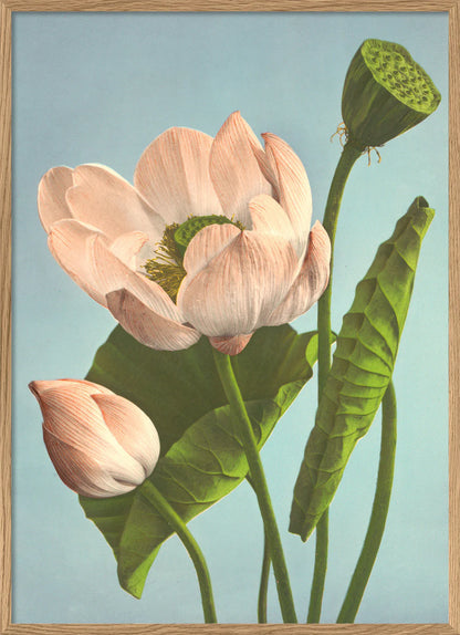 The Dybdahl "Triple Lotus" 50x70 cm