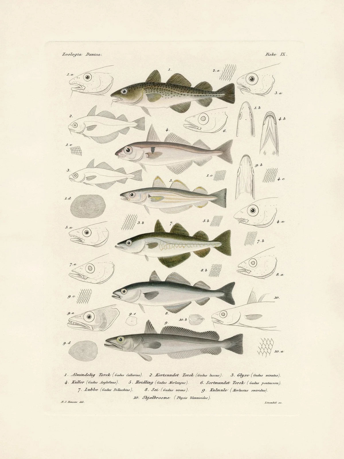 The Dubdahl "Fiske IX" 30x40 cm