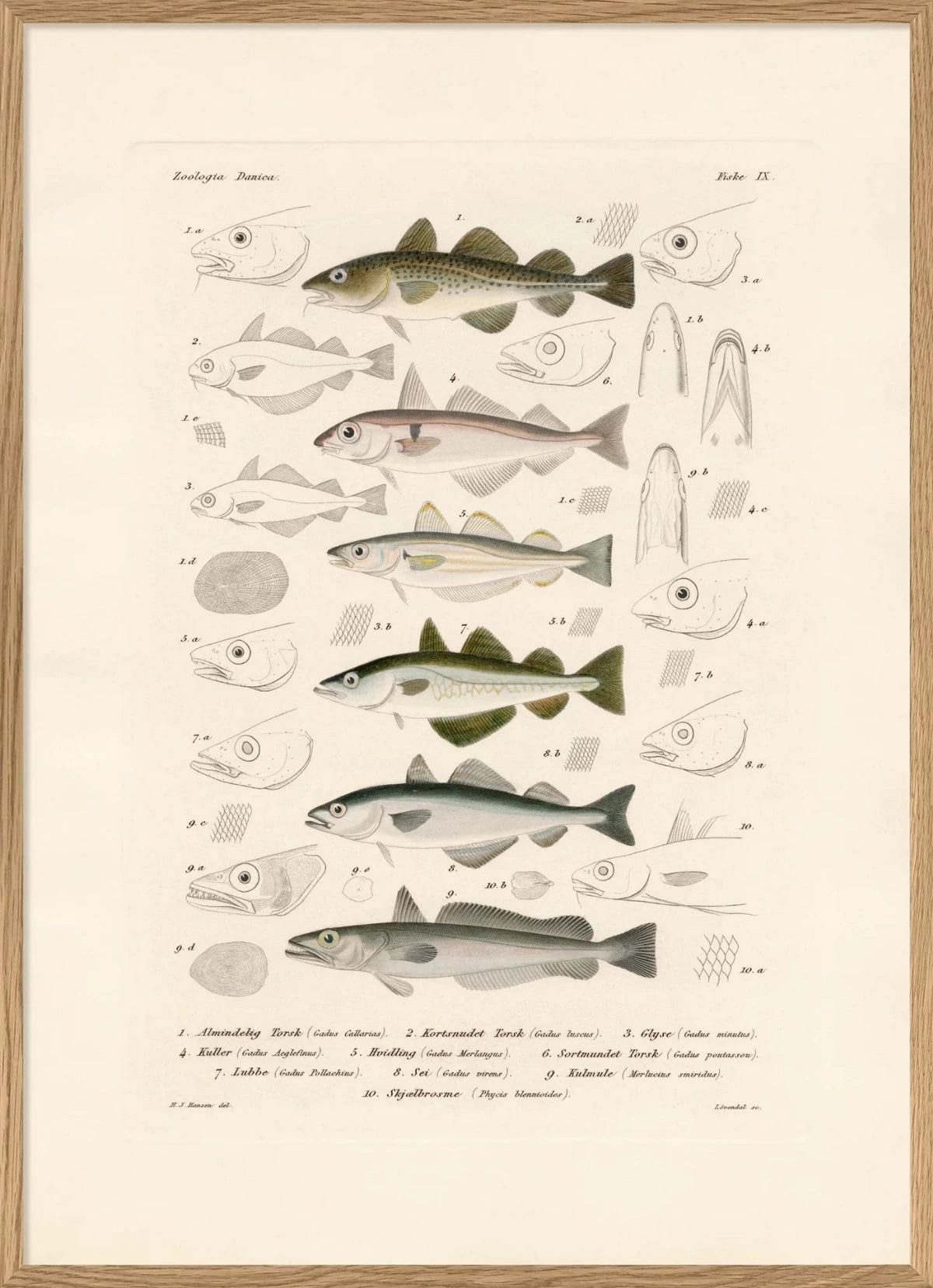 The Dubdahl "Fiske IX" 30x40 cm