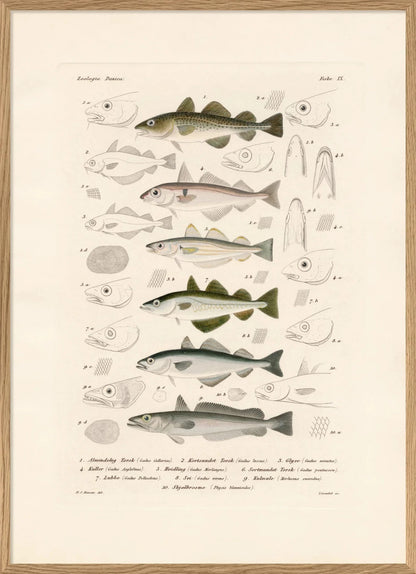 The Dubdahl "Fiske IX" 30x40 cm